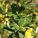 Berberis hamiltoniana