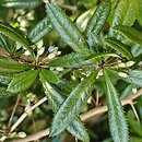 Berberis hookeri (berberys Hookera)