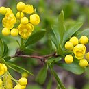 Berberis integerrima