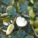 Berberis kumaonensis