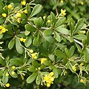 Berberis chinensis (berberys chiński)