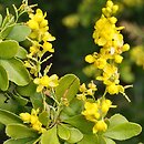 Berberis polyantha