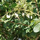 Berberis pruinosa (berberys oszroniony)