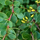Berberis sieboldii (berberys Siebolda)