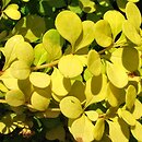 Berberis thunbergii Aurea