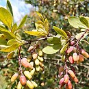 Berberis tischleri