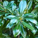 Berberis valdiviana
