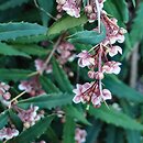 Berberis veitchii