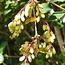 Berberis caroli