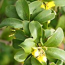 Berberis virescens (berberys zielonkawy)