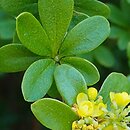 Berberis wilsoniae (berberys Wilsonowej)