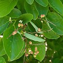 Berchemia floribunda (berchemia groniasta)