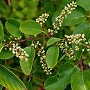 Berchemia kulingensis