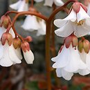 Bergenia emeiensis