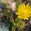Berkheya rhapontica
