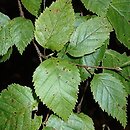 Betula gmelinii