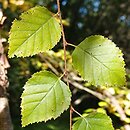 Betula dahurica (brzoza dahurska)
