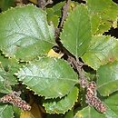 Betula fruticosa (brzoza krzaczasta)