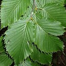 Betula grossa (brzoza grabolistna)