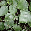 Betula luminifera (brzoza błyszcząca)