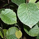 Betula medwediewii (brzoza Miedwiediewa)