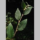 Betula potaninii