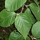 Betula schmidtii (brzoza Schmidta)