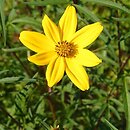 Bidens aristosa