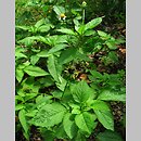 Bidens pilosa (uczep owłosiony)
