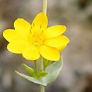 Blackstonia perfoliata