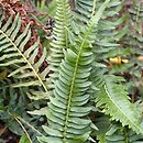 Blechnum australe