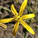 Bloomeria crocea