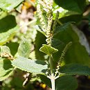 Boehmeria cylindrica
