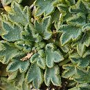 Bolax gummifera