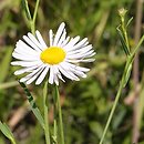 Boltonia asteroides var. latisquama