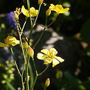 Bongardia chrysogonum
