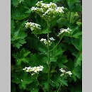 Boykinia occidentalis
