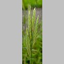 Brachypodium distachyon (kłosownica dwukłoskowa)
