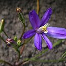 Brodiaea californica (hiacynt kalifornijski)
