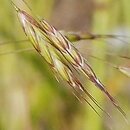 Bromus arvensis (stokłosa polna)