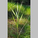 Bromus madritensis (stokłosa madrycka)