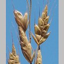 Bromus racemosus (stokłosa groniasta)