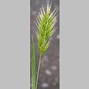 Bromus scoparius (stokłosa miotłowa)