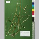 Bromus sitchensis