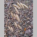 Bromus squarrosus (stokłosa łuskowata)