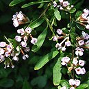 Buddleja alternifolia (buddleja skrętolistna)