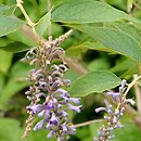 Buddleja curvifolia