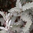 Buddleja glomerata