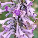 Buddleja lindleyana (budleja Lindleya)