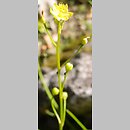 Bulbine annua